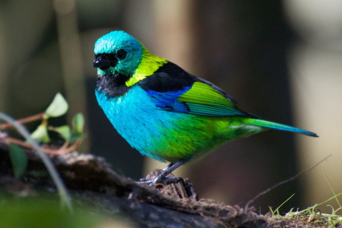 Green-headed Tanager - ML30234461