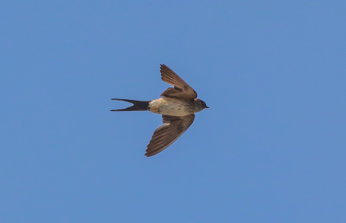 Red-rumped Swallow - Samim Akhter
