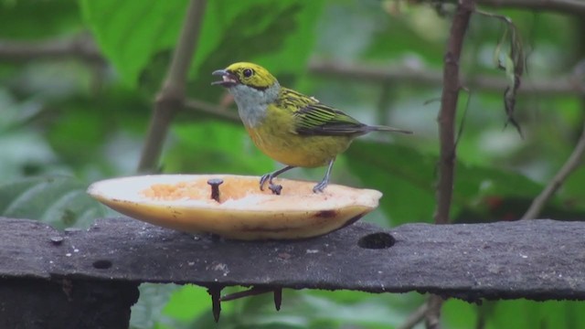 Silver-throated Tanager - ML302348591