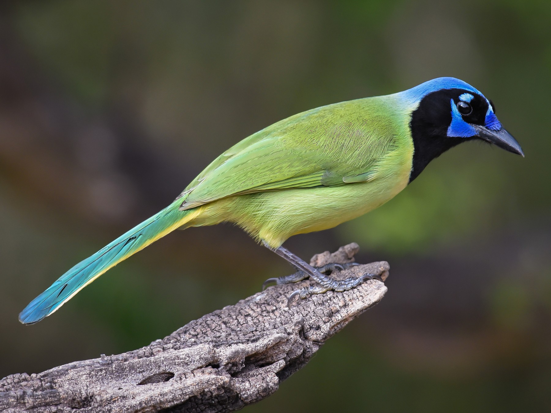 Green Jay Ebird