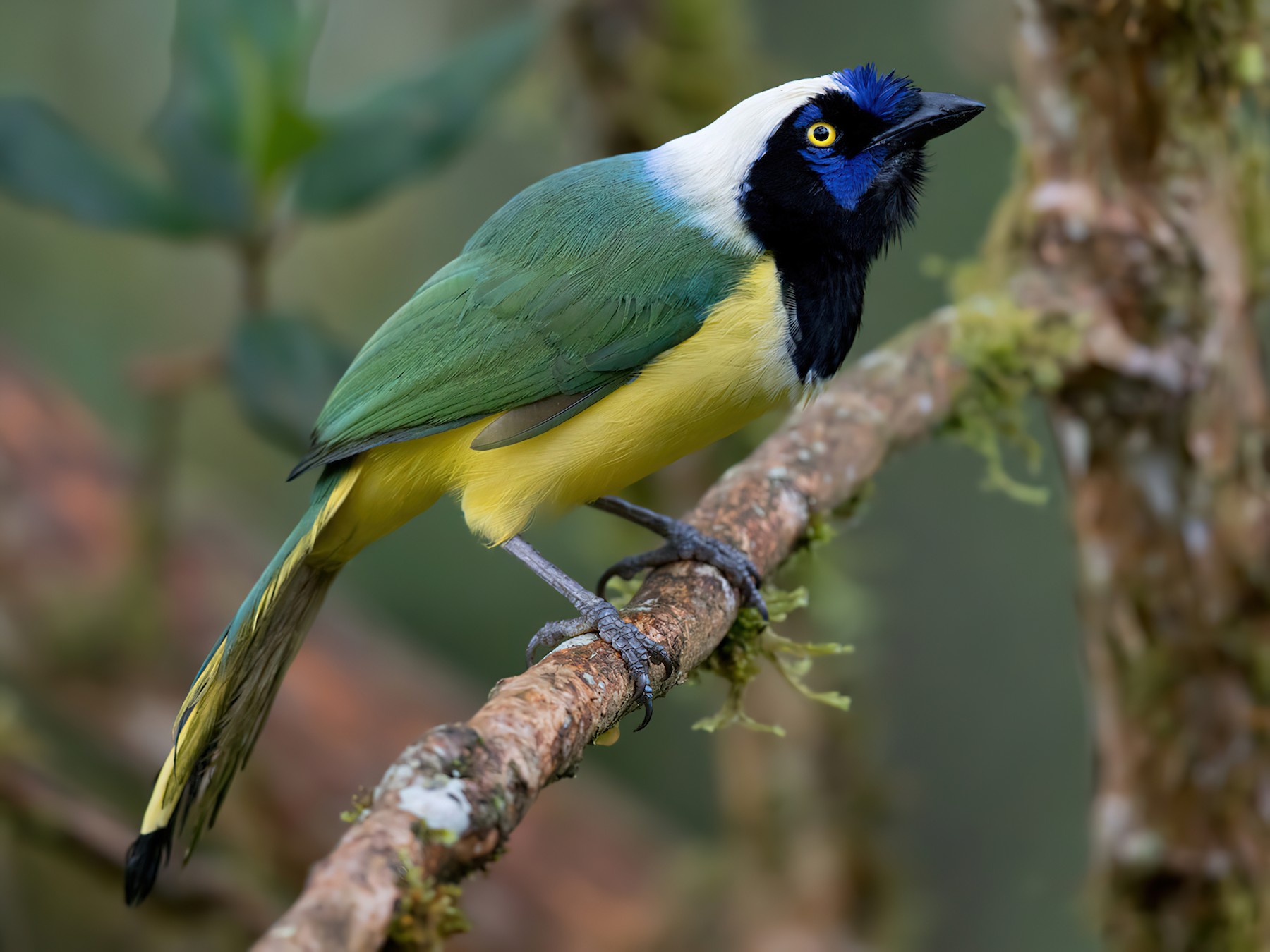 Green Jay - Lars Petersson | My World of Bird Photography