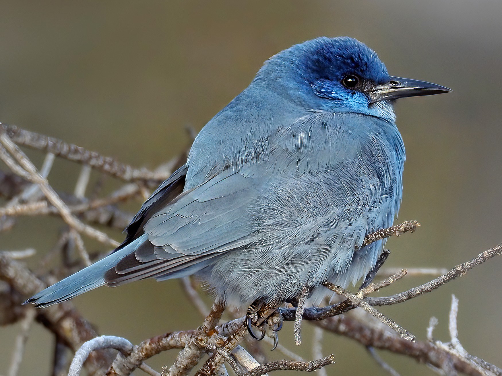 Pinyon Jay - Andrew Spencer