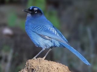 ステラーカケス - eBird