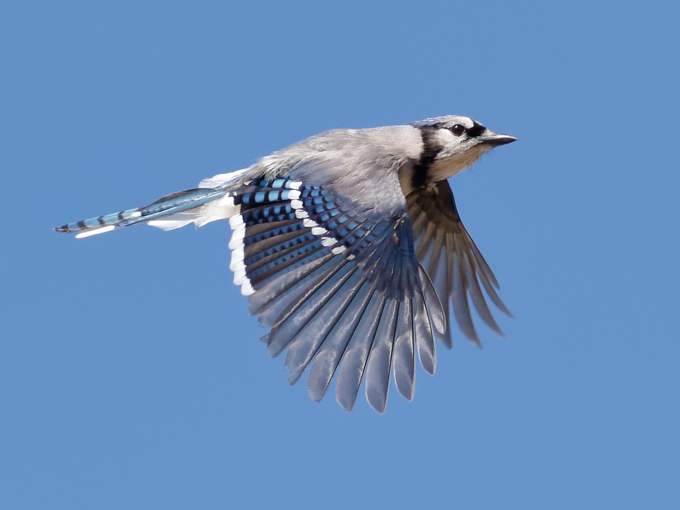 gray blue jay