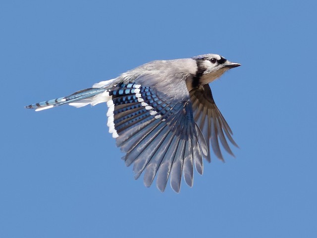 Stock photo of Blue Jay (Cyanocitta cristata) calling while flying, Texas.  Available for sale on