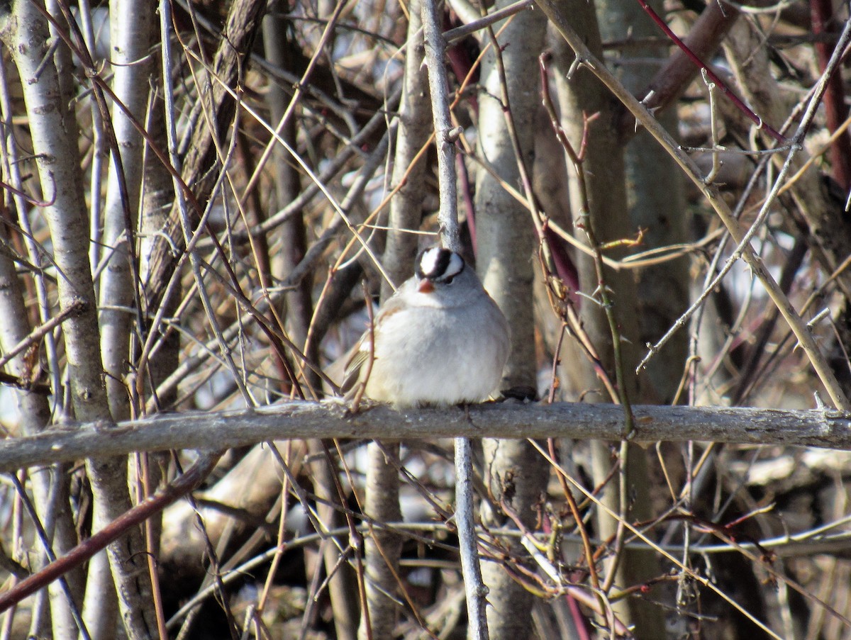 White-crowned Sparrow - ML302355081