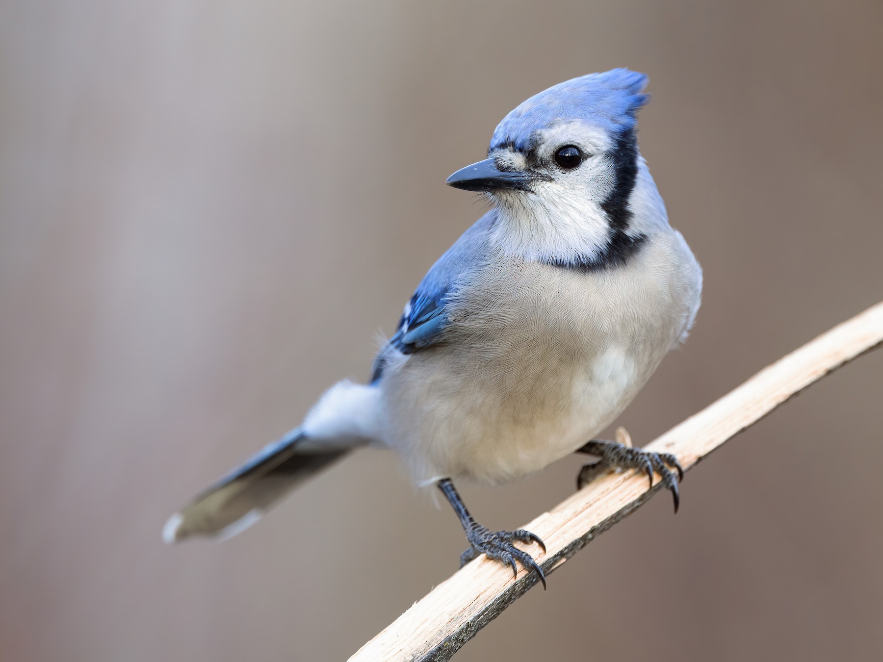 Blue Jay - American Bird Conservancy