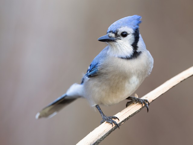 Blue Jay Cyanocitta Cristata Bird Red Stock Photo 1456450436