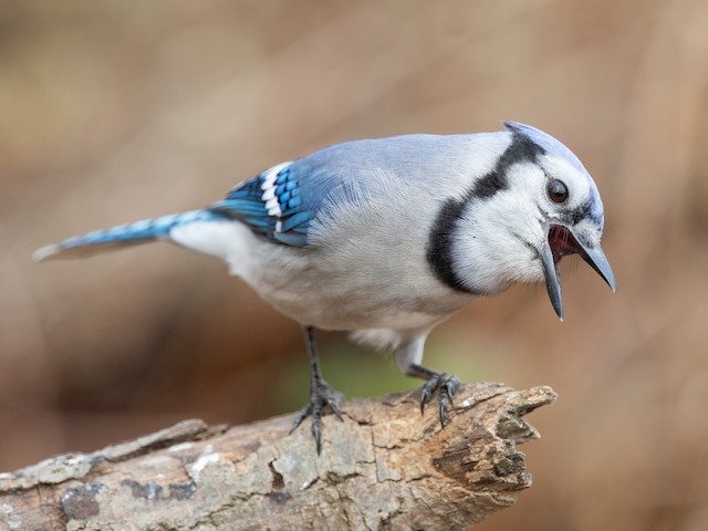 Stock photo of Blue Jay (Cyanocitta cristata) calling while flying, Texas.  Available for sale on