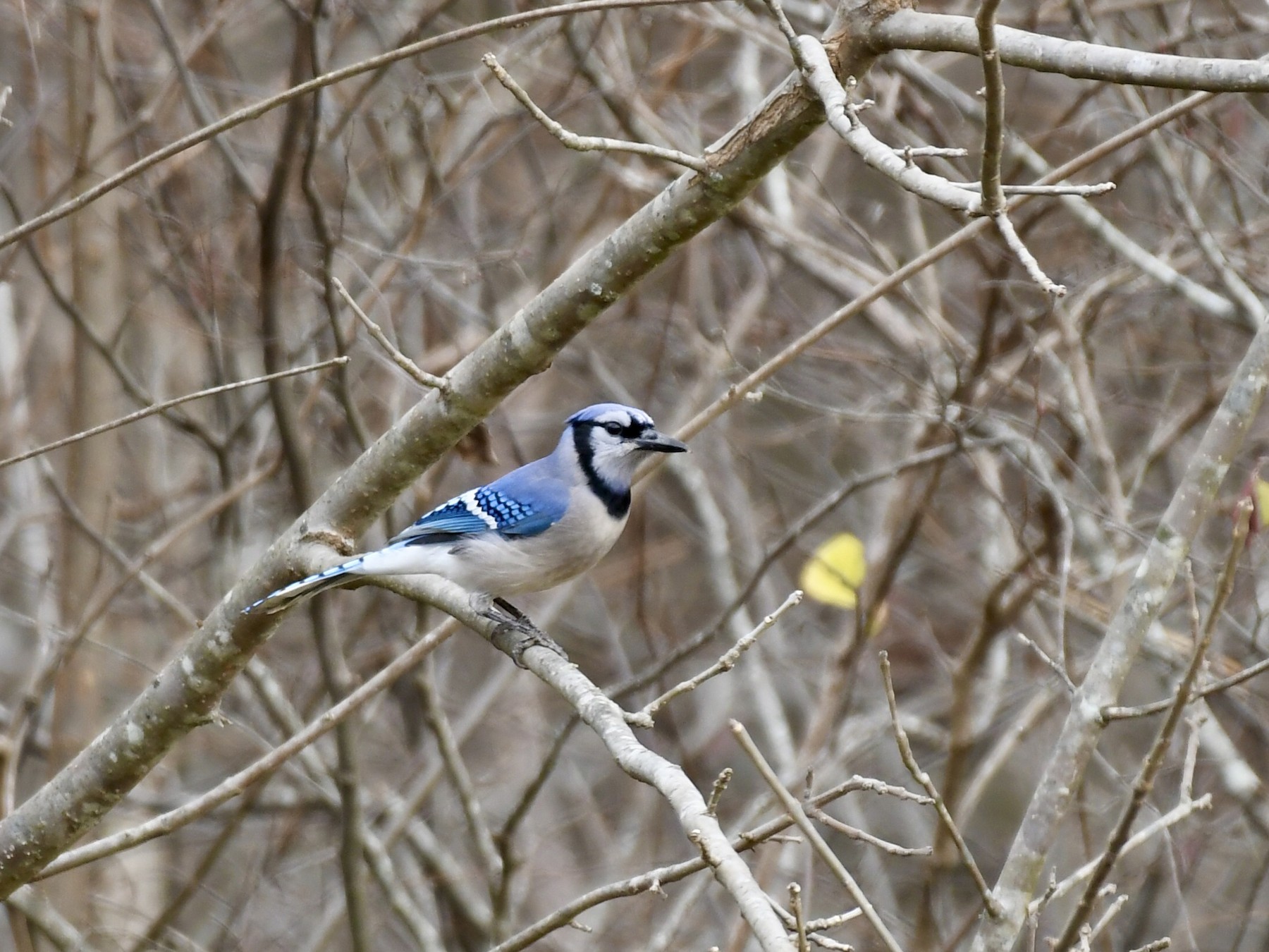 Blue Jay (Southeastern) (Cyanocitta cristata semplei) - North American  Birds - Birds of North America