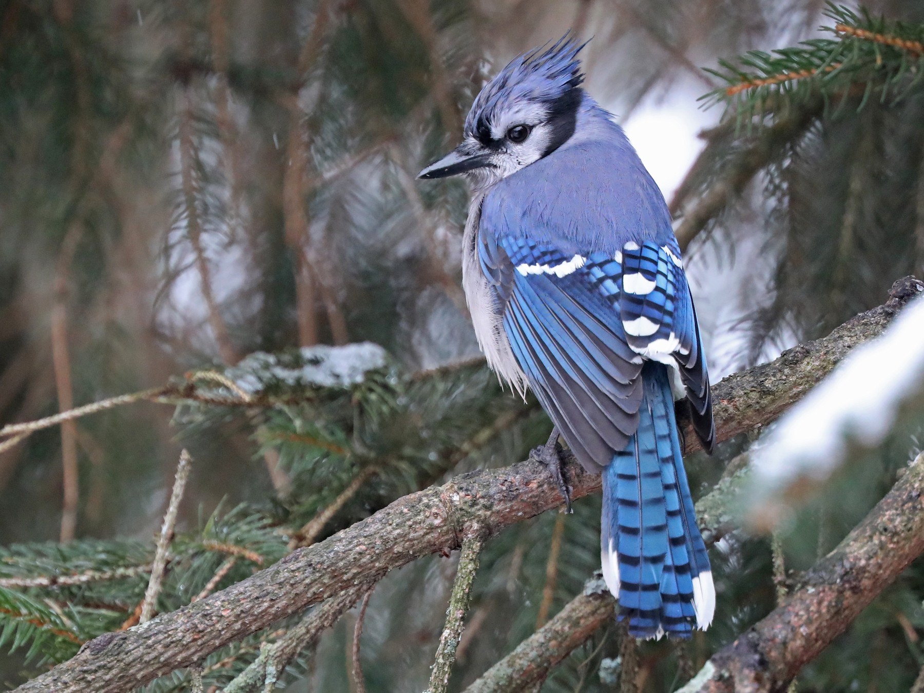 Blue Jay - Daniel Jauvin