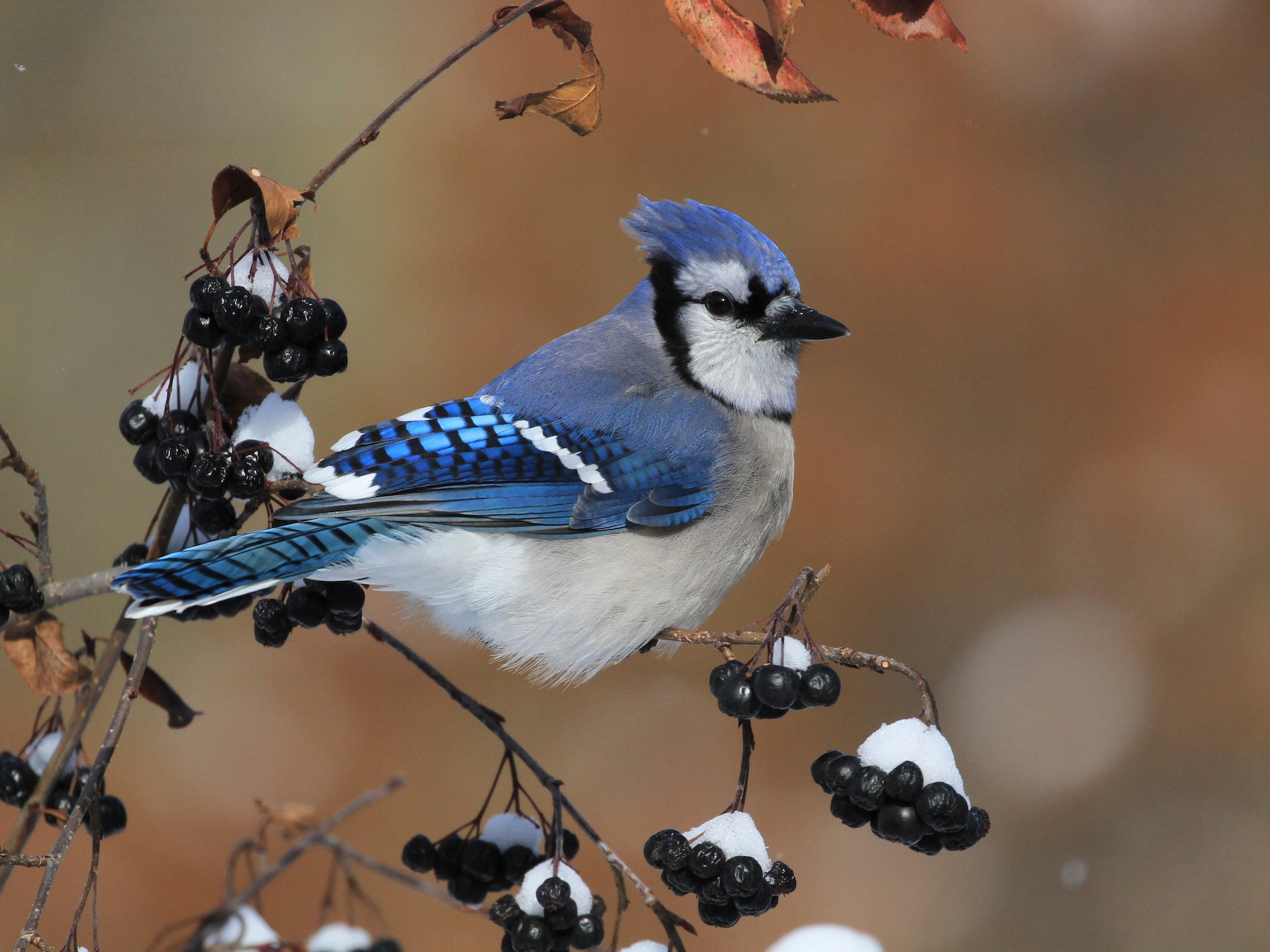 Blue Jay (Cyanocitta cristata) - North American Birds - Birds of North  America