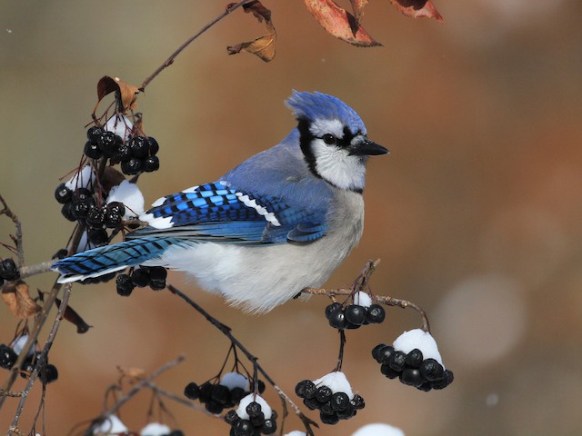 Plumages, Molts, and Structure - Blue Jay - Cyanocitta cristata - Birds of  the World