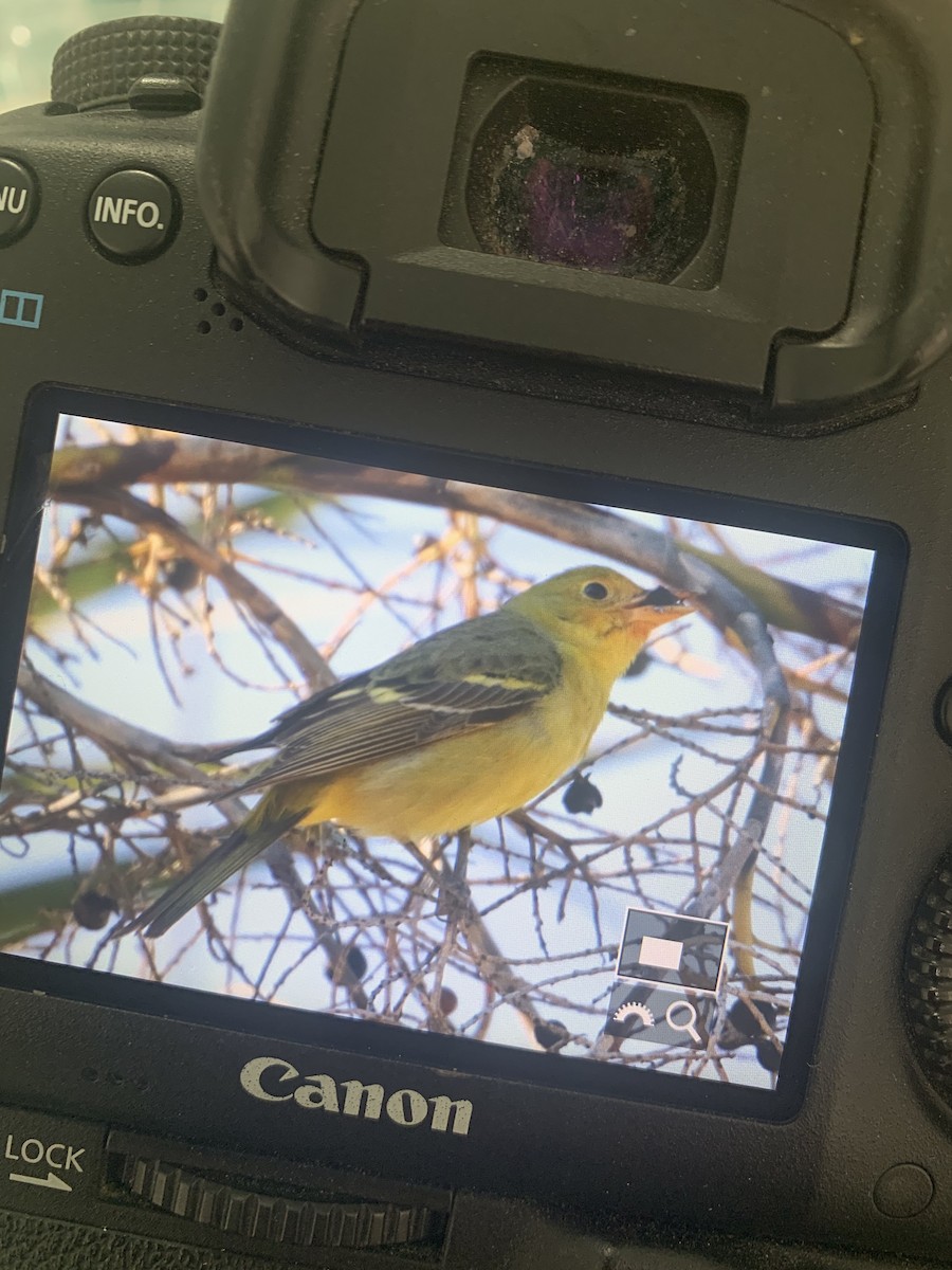 Western Tanager - ML302356671