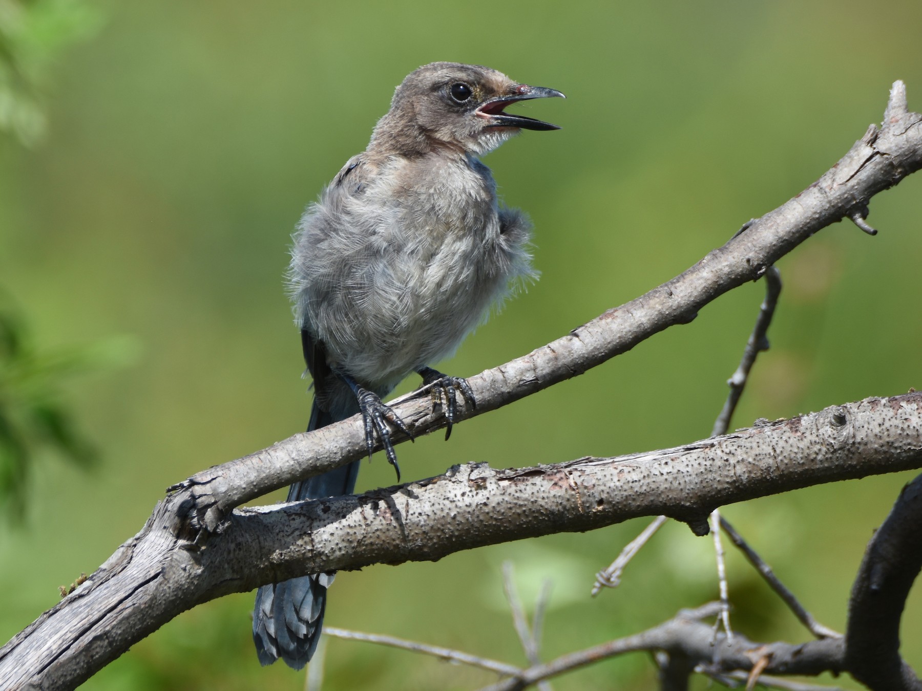 Florida Scrub-Jay - Luke Berg