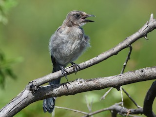 Молодая птица - Luke Berg - ML302359631