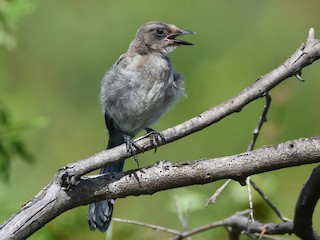 幼鳥 - Luke Berg - ML302359631