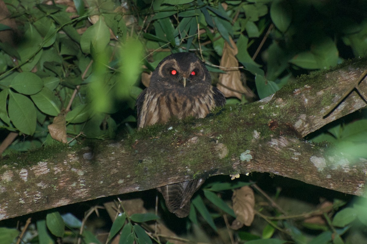 Mottled Owl - ML30235981