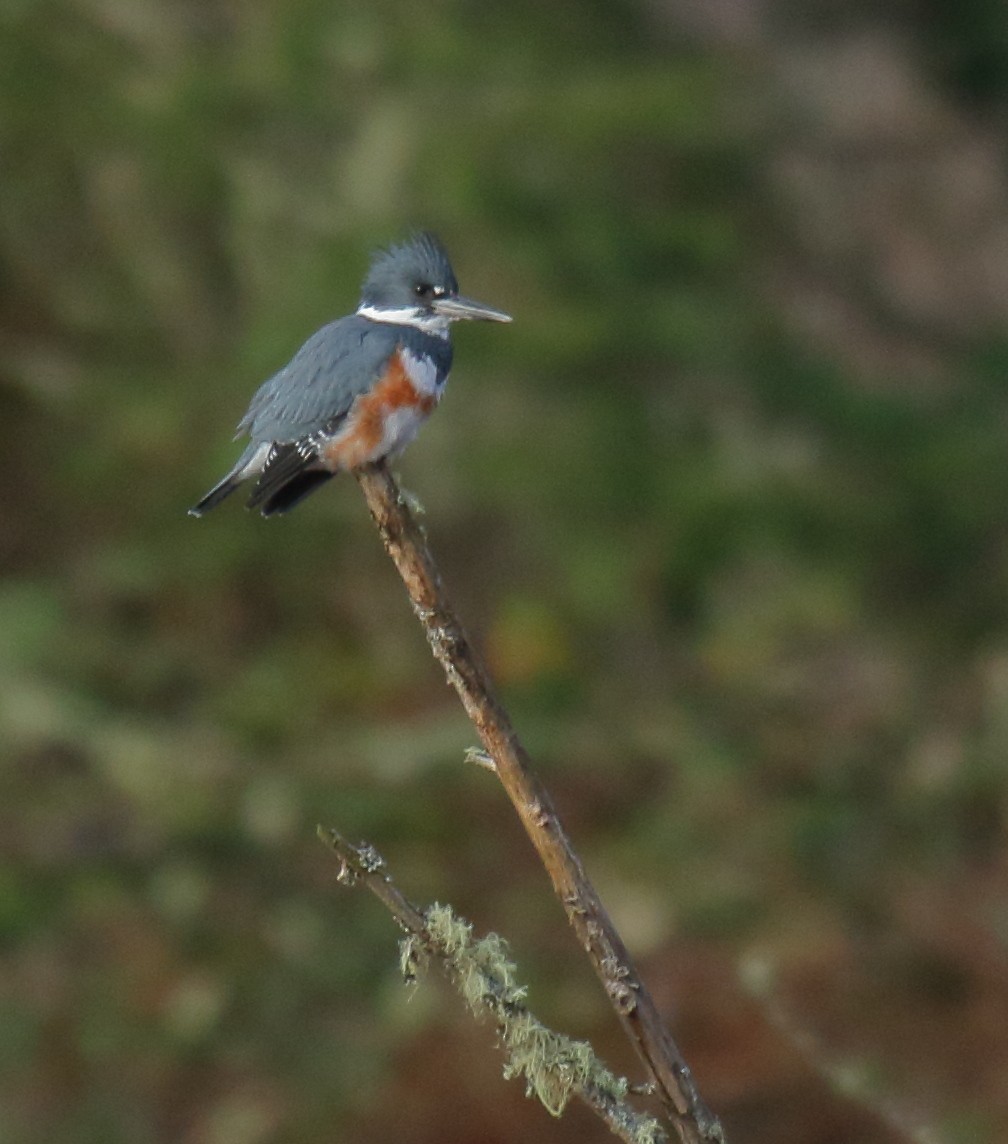 Belted Kingfisher - ML302360301