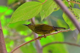  - Purple-naped Spiderhunter