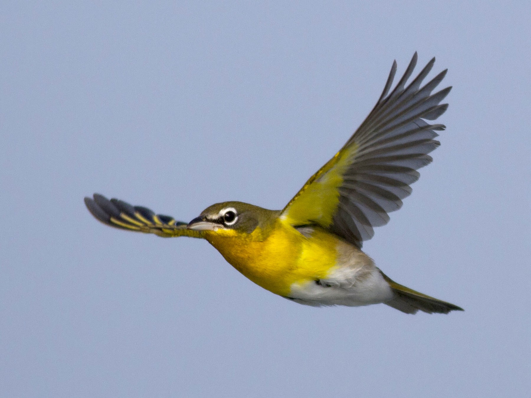 Yellow-breasted Chat - Samuel Paul Galick