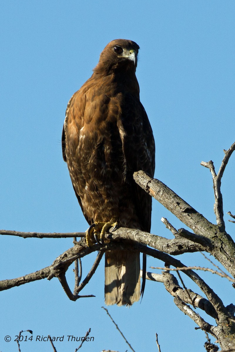 Red-tailed Hawk - ML302362281