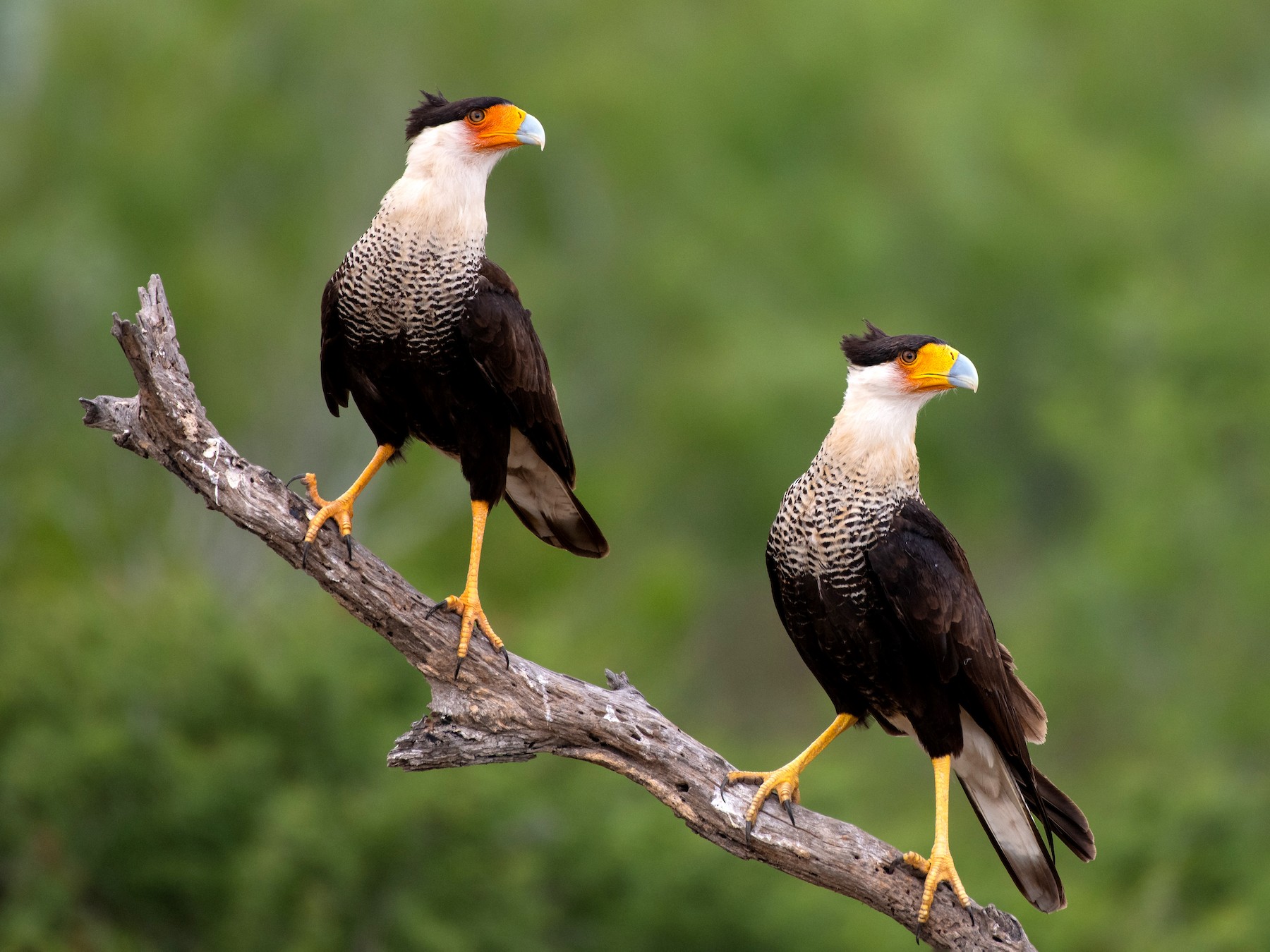 Crested Caracara (Northern) - Suzie McCann