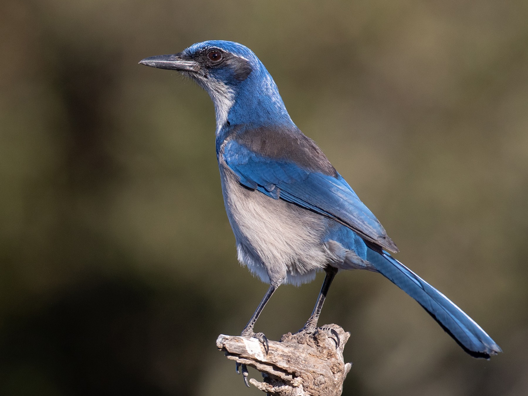 Island ScrubJay eBird
