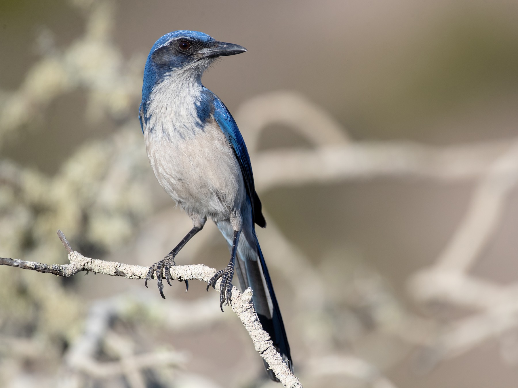 Island ScrubJay eBird