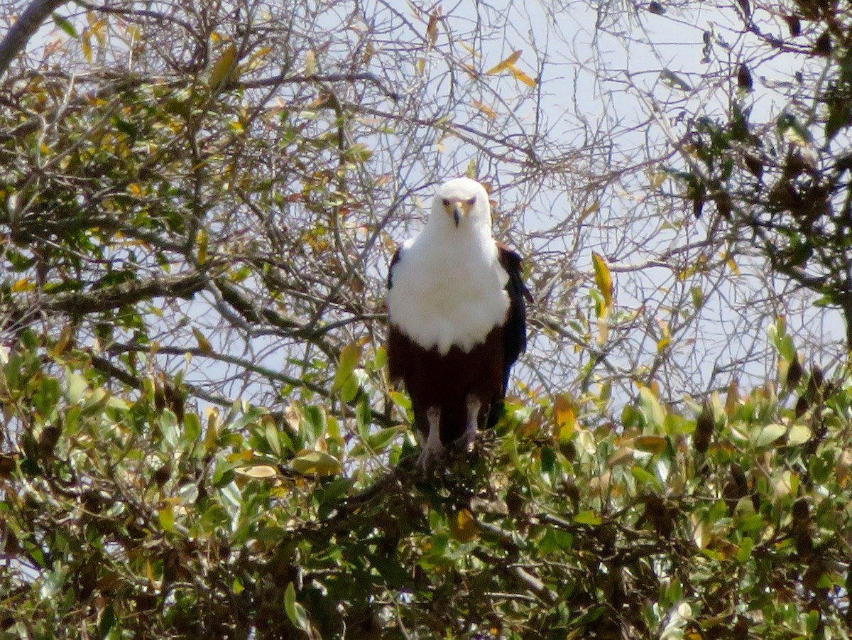 African Fish-Eagle - ML302364061