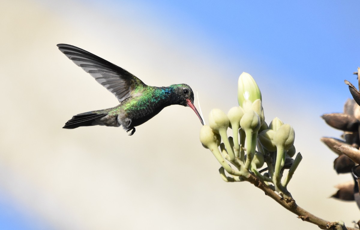 Broad-billed Hummingbird - James Keays