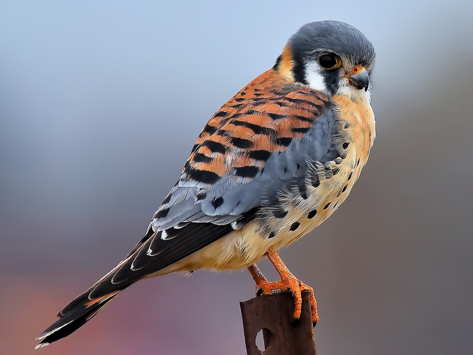 American Kestrel Male And Female