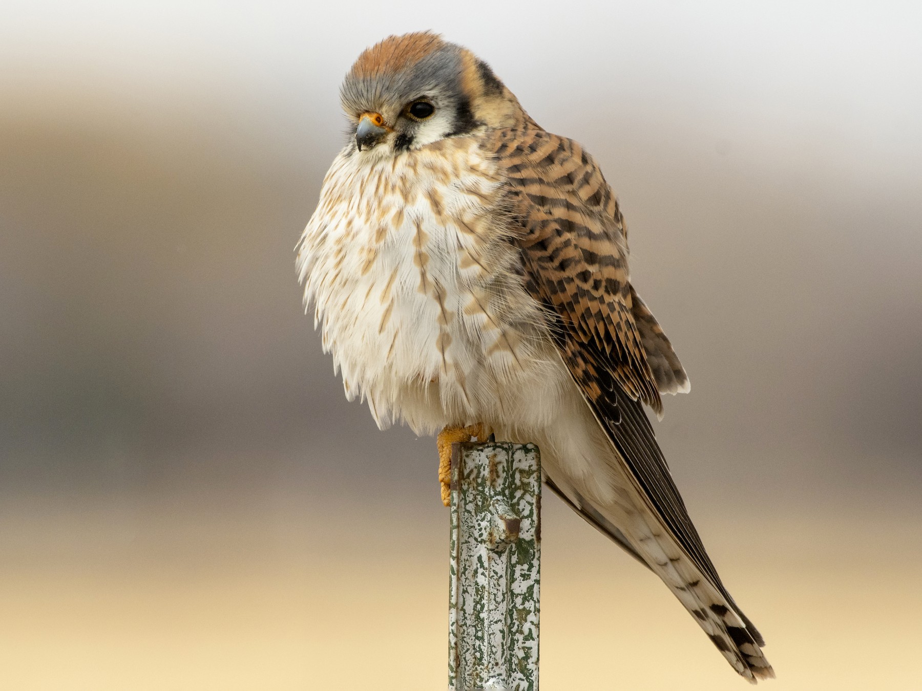 American Kestrel - Bryan Calk