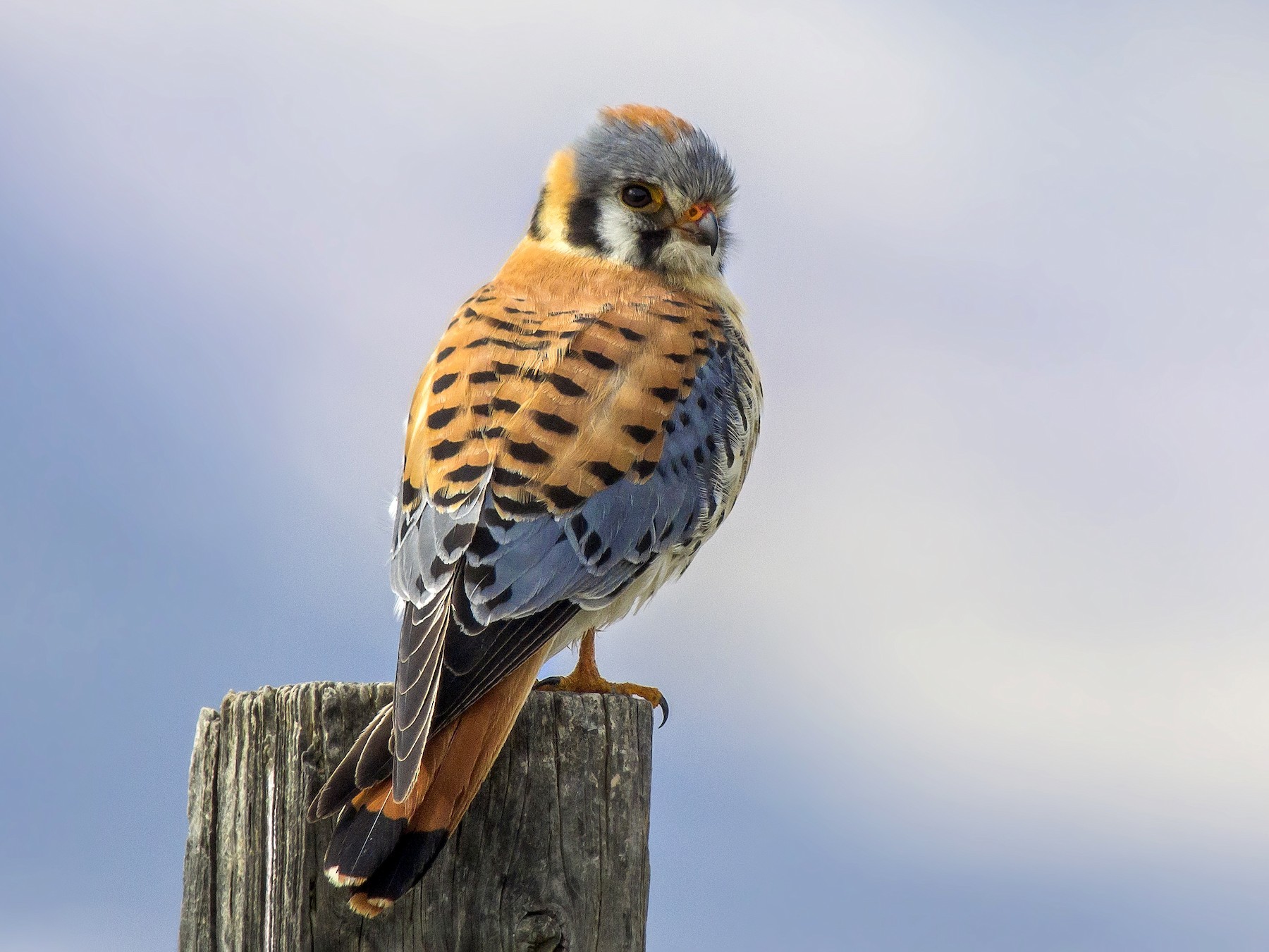 American Kestrel - Matthew Pendleton