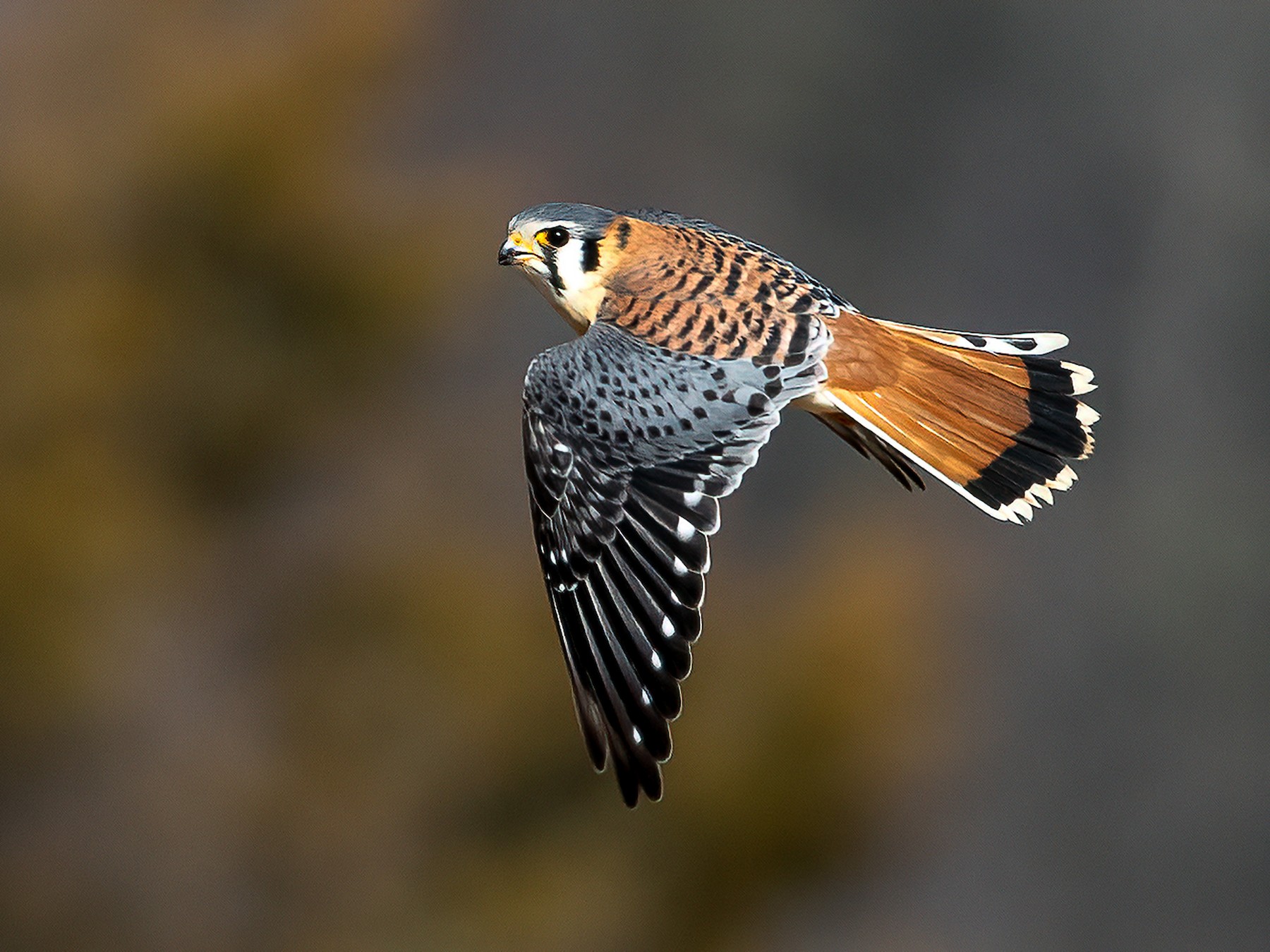 American Kestrel - Alex Shipherd