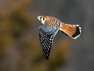 Adult male (Northern) - Alex Shipherd - ML302367271