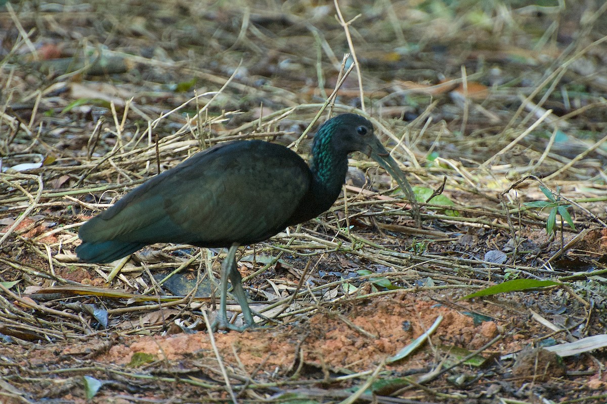 ibis zelený - ML30236741