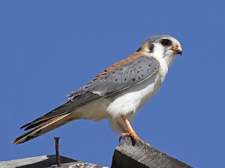 Adult male (Cuban) - Adam Bowley - ML302367691