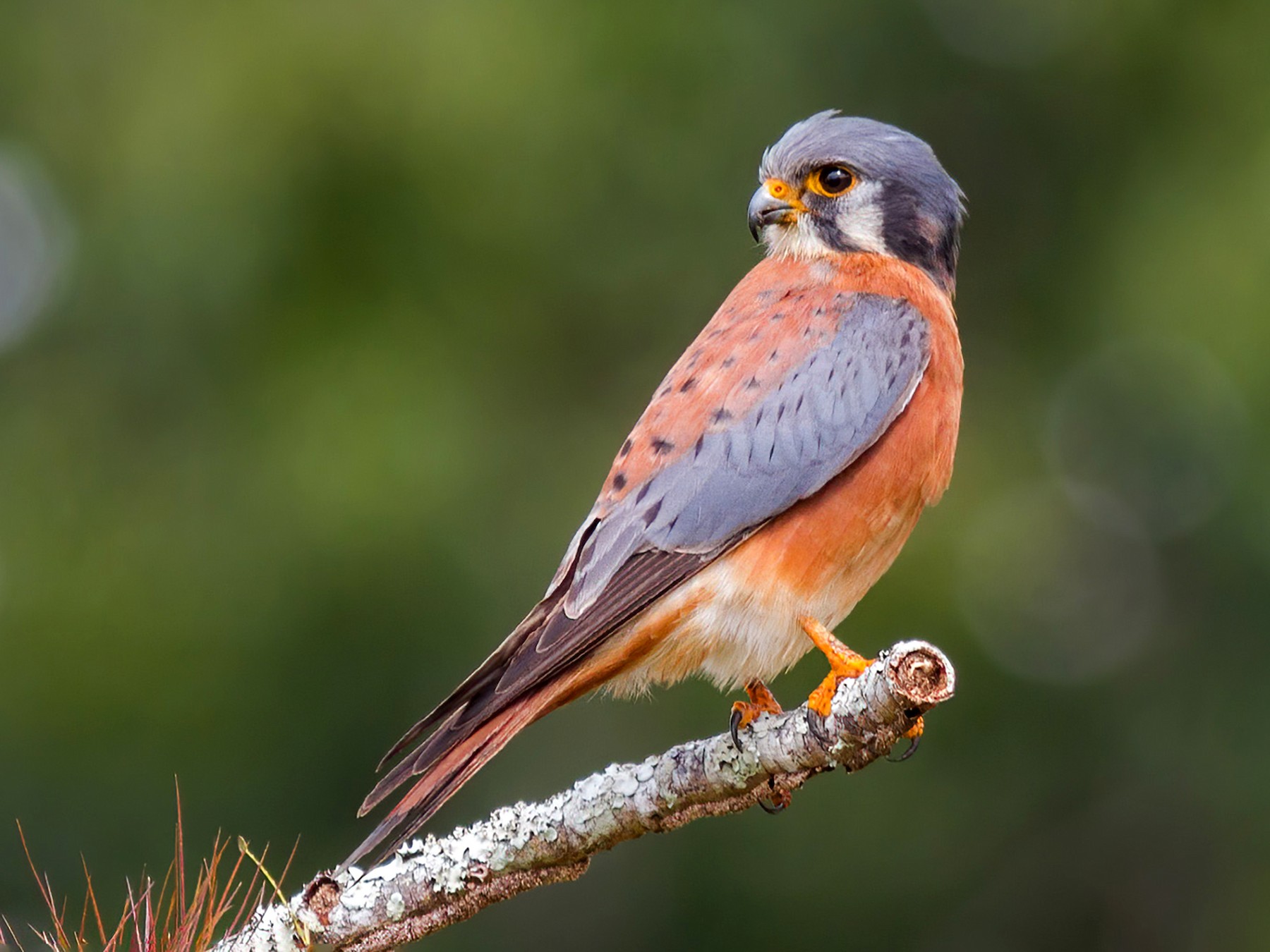 American Kestrel - Yeray Seminario