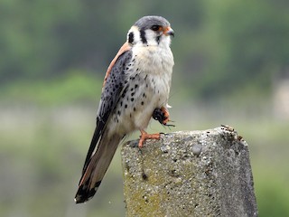 Adult male (South American) - Alessandro Rômulo Carneiro - ML302368661