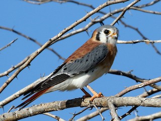 adultes Männchen (Hispaniolan) - Jay McGowan - ML302369161