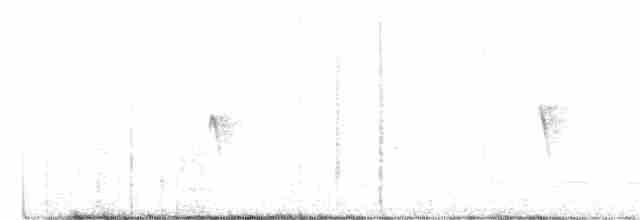 Светлобрюхий фиби - ML302369931