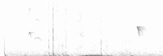 Светлобрюхий фиби - ML302370011