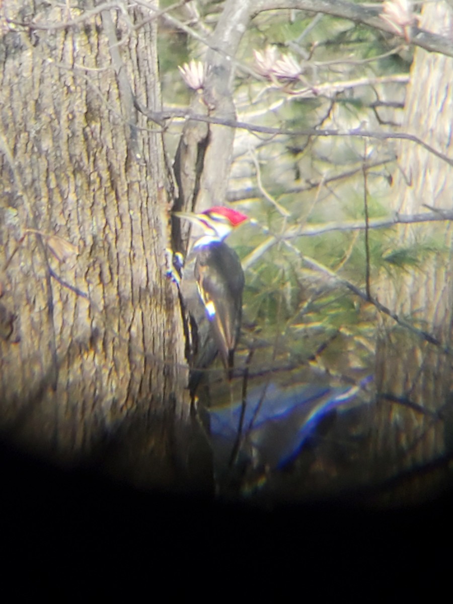 Pileated Woodpecker - ML302371101