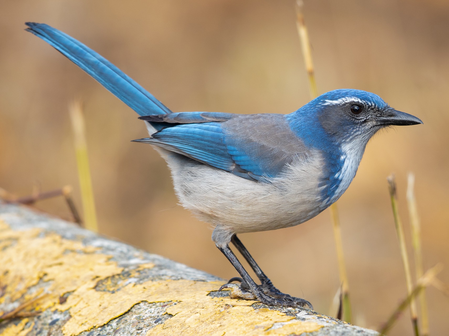 California Scrub-Jay - Ilya Povalyaev