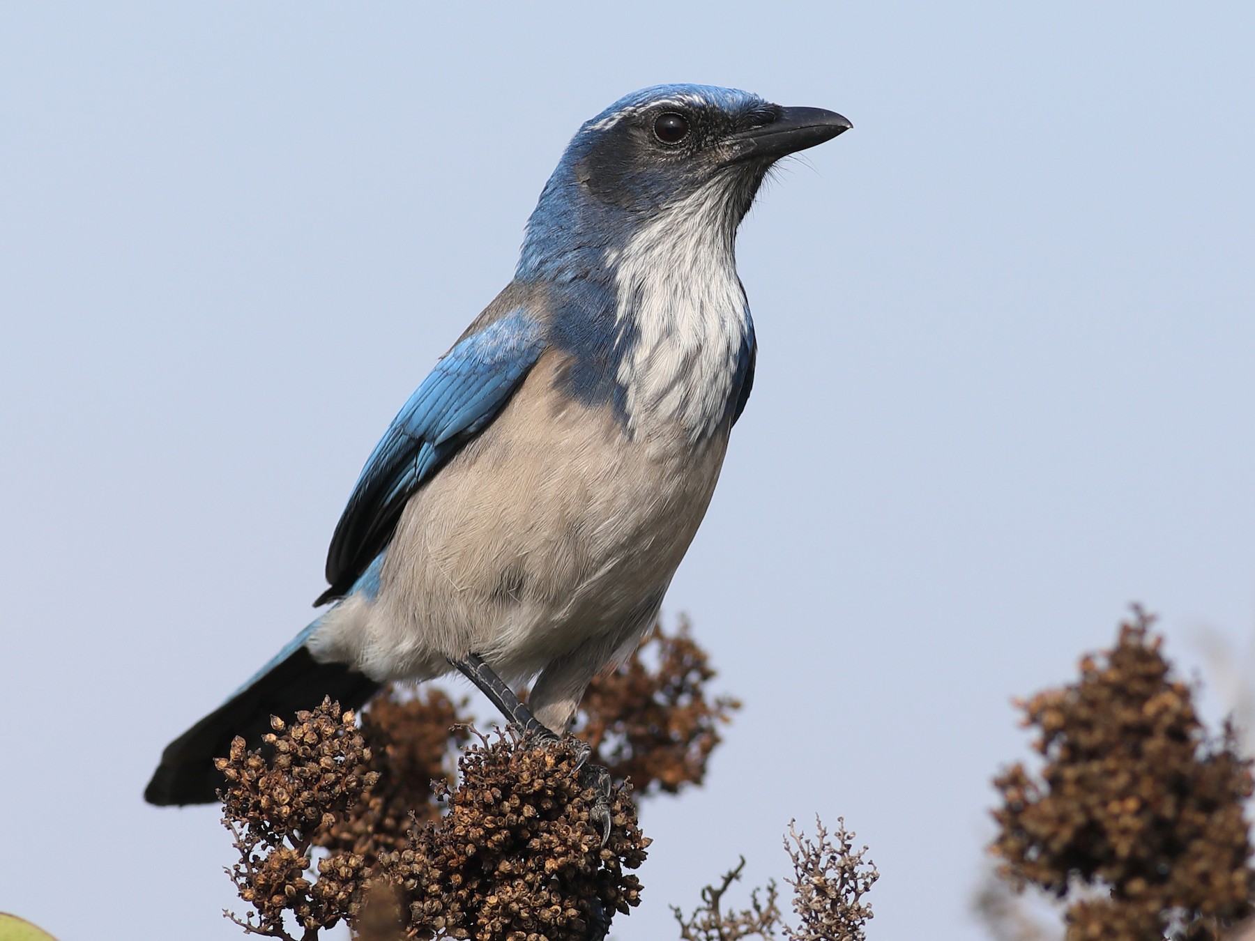 California Scrub Jay Ebird