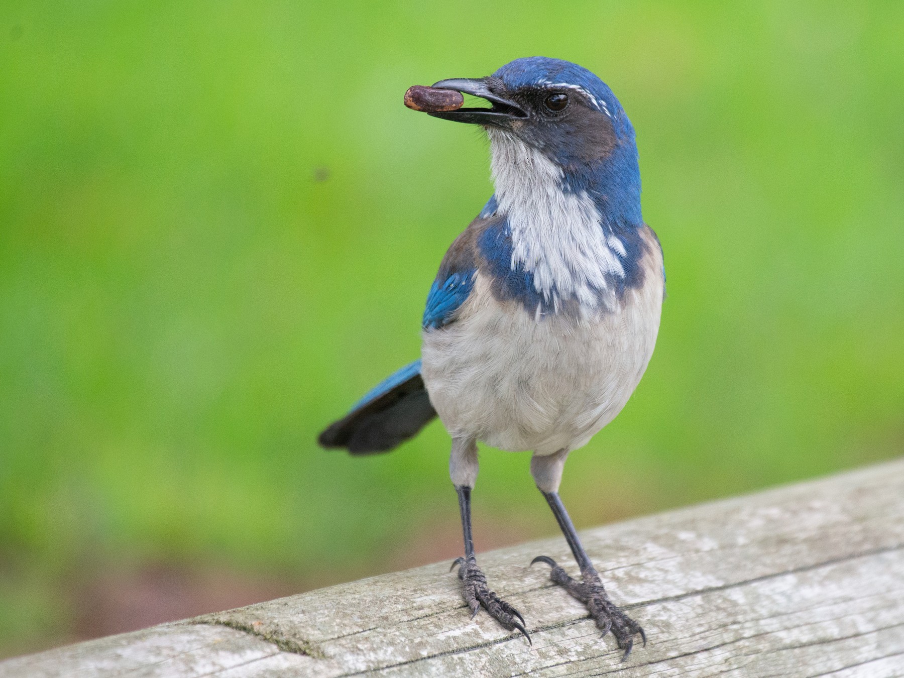 California Scrub-Jay - Herb Elliott