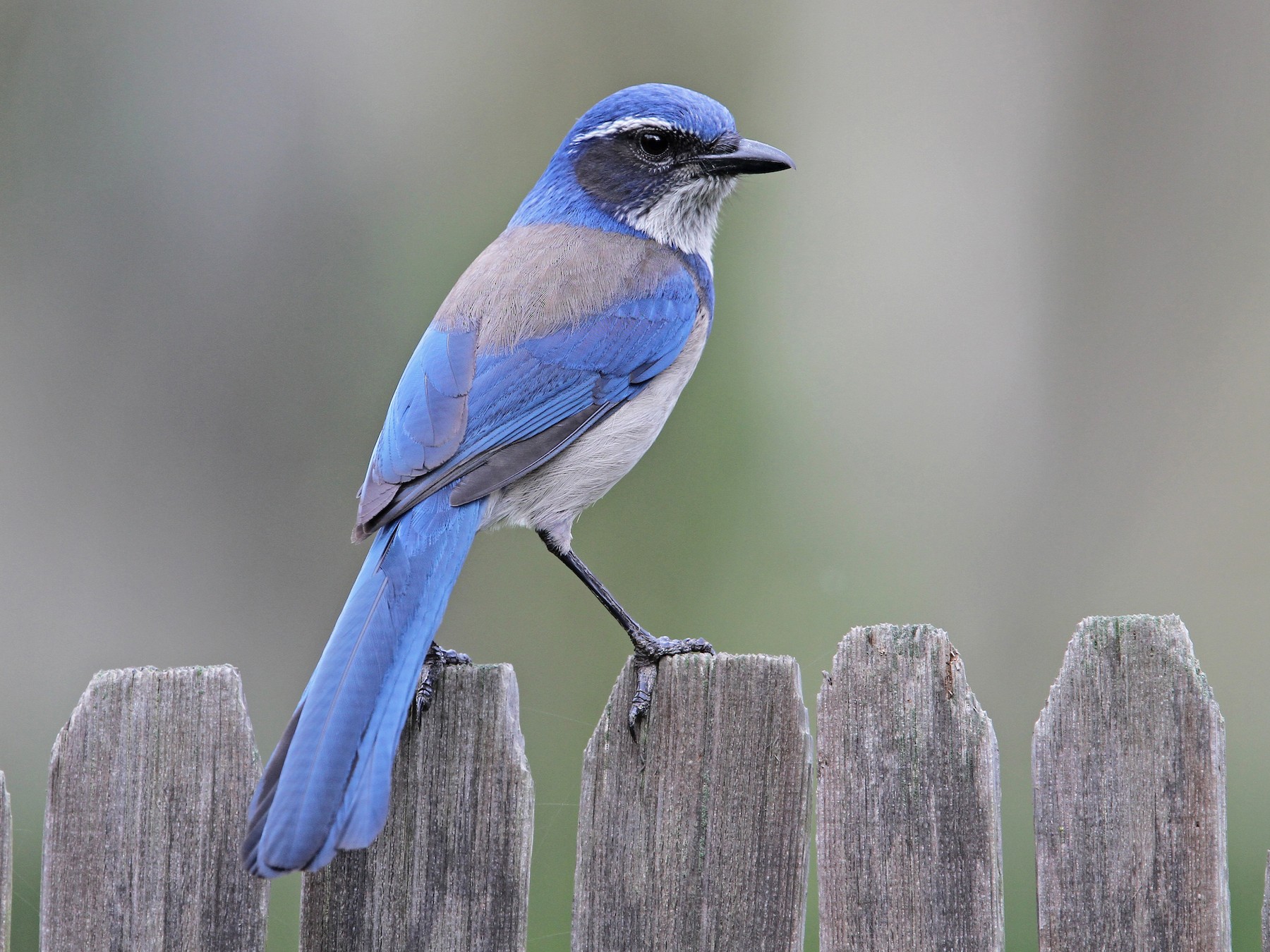 California Scrub-Jay - eBird