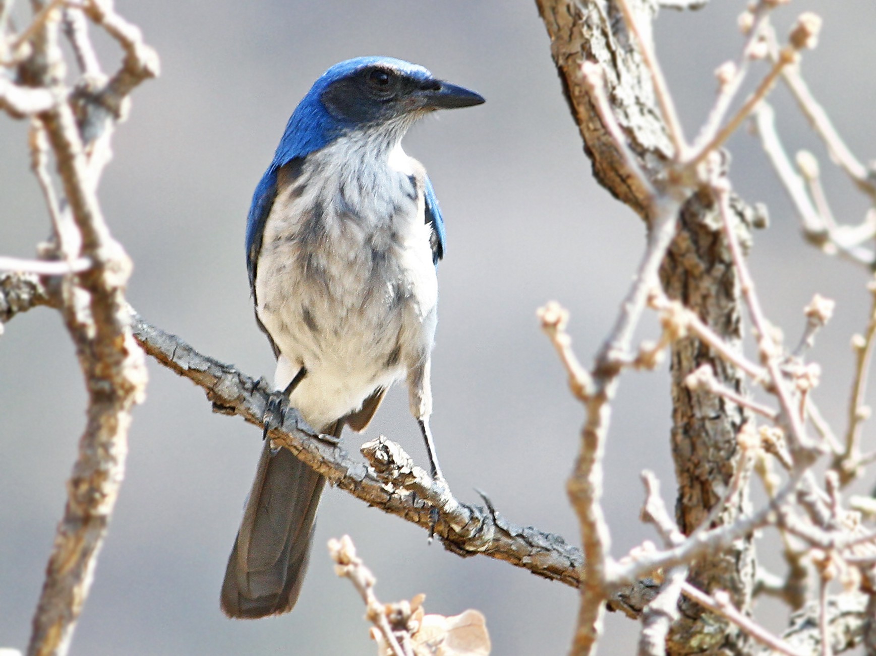 Woodhouse's Scrub-Jay - Andrew Spencer