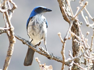 ウッドハウスカケス - eBird